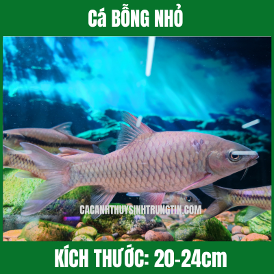 Cá BỖNG MINI