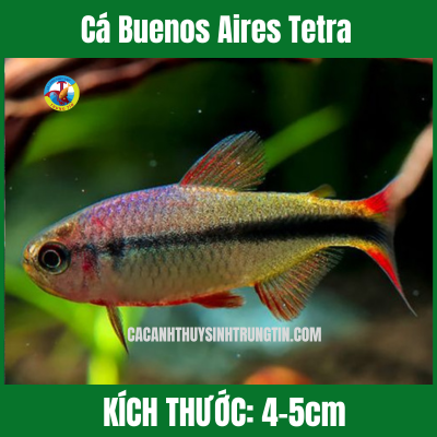 Cá Buenos Aires Tetra