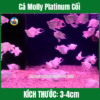 Cá Molly Platinum Cối