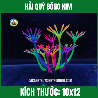 HẢI QUỲ BÔNG KIM