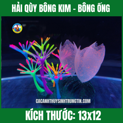 HẢI QÙY BÔNG KIM – BÔNG ỐNG