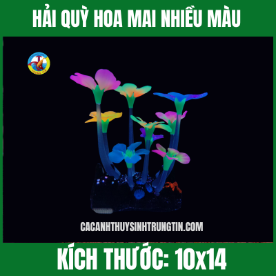 HẢI QUỲ HOA MAI NHIỀU MÀU