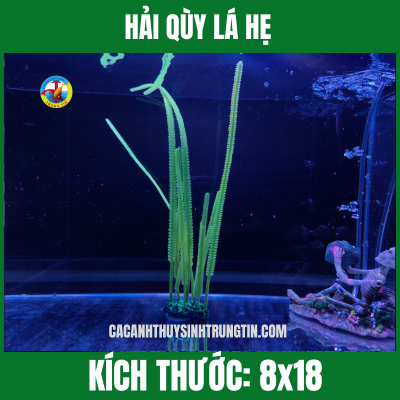 HẢI QÙY LÁ HẸ