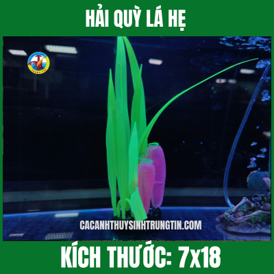 HẢI QUỲ LÁ HẸ