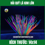 HẢI QUỲ LÁ KIM LỚN
