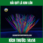 HẢI QUỲ LÁ KIM LỚN