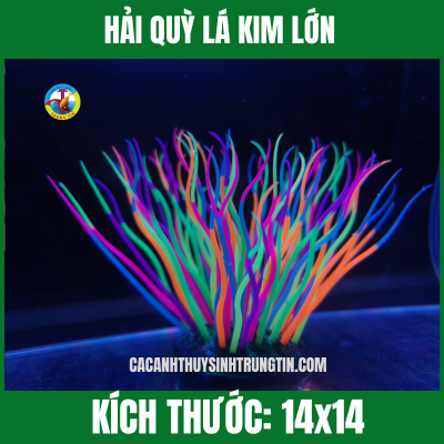 HẢI QUỲ LÁ KIM LỚN