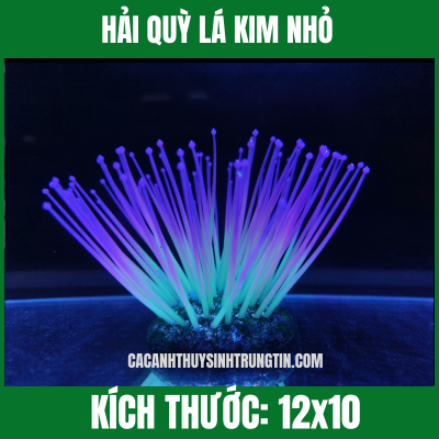 HẢI QUỲ LÁ KIM NHỎ