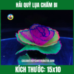 HẢI QUỲ LỤA CHẤM BI