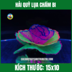 HẢI QUỲ LỤA CHẤM BI