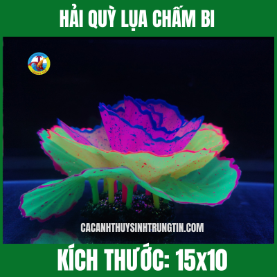 HẢI QUỲ LỤA CHẤM BI