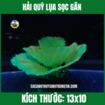 HẢI QUỲ LỤA SỌC GÂN