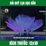 HẢI QUỲ LỤA SỌC GÂN