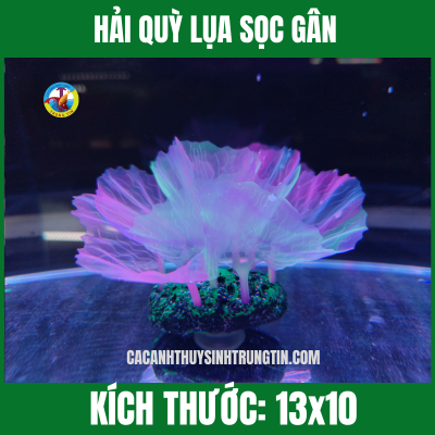 HẢI QUỲ LỤA SỌC GÂN