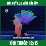 HẢI QUỲ LỤA VIỀN NẮP ẤM