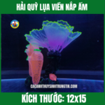 HẢI QUỲ LỤA VIỀN NẮP ẤM