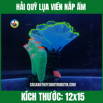 HẢI QUỲ LỤA VIỀN NẮP ẤM