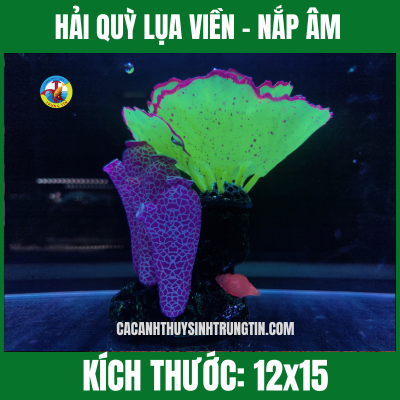 HẢI QUỲ LỤA VIỀN – NẮP ÂM