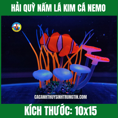 HẢI QUỲ NẤM LÁ KIM CÁ NEMO