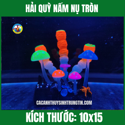 HẢI QUỲ NẤM NỤ TRÒN