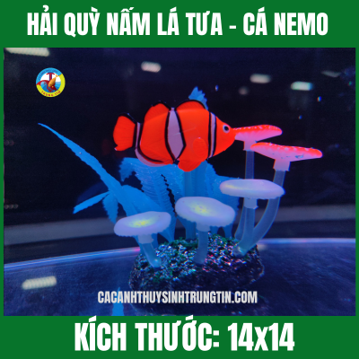 HẢI QUỲ NẤM – LÁ TƯA – CÁ NEMO