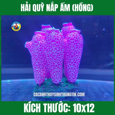 HẢI QUỲ NẮP ẤM (HỒNG)