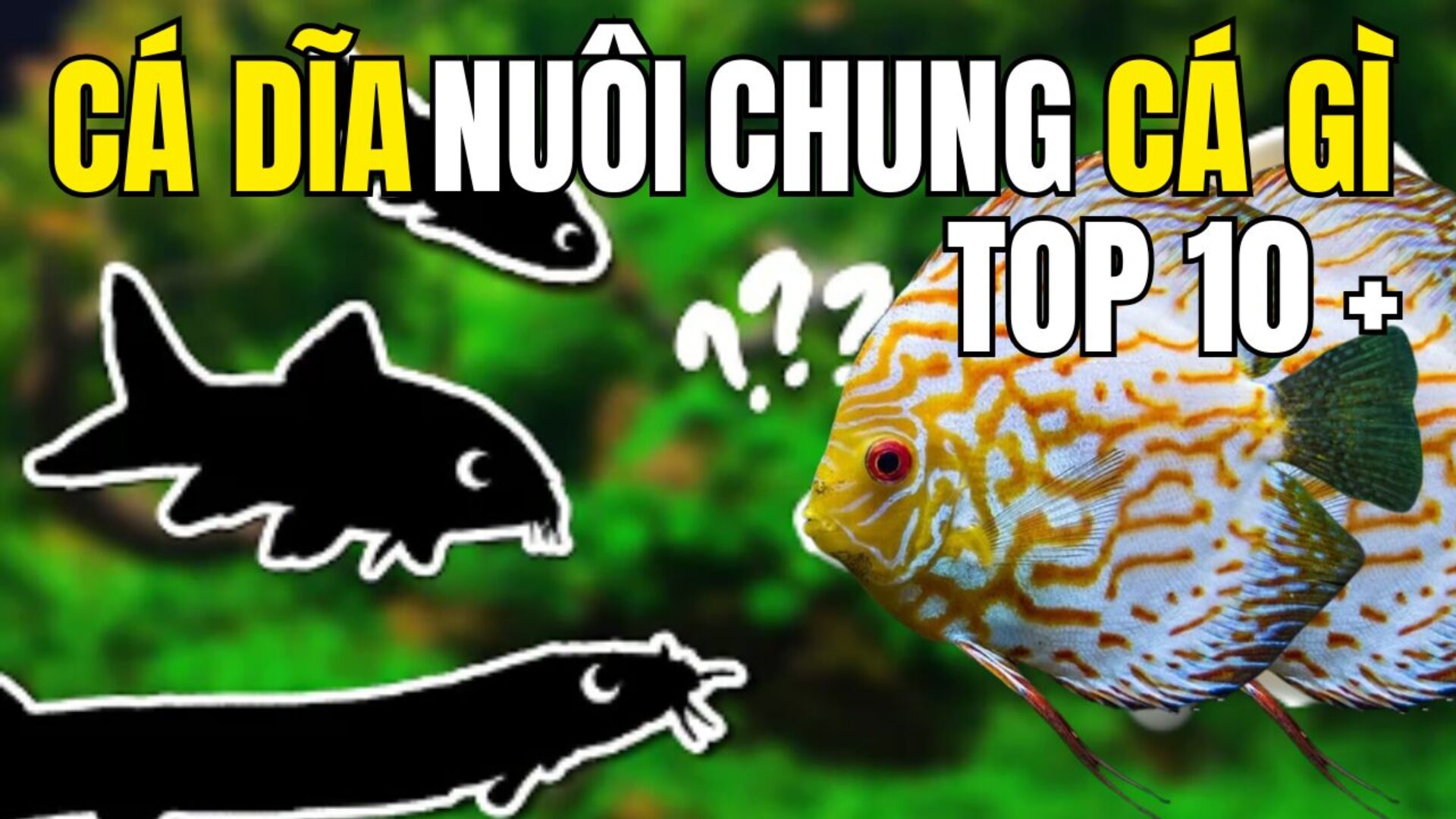 Cá dĩa nuôi chung với cá gì?