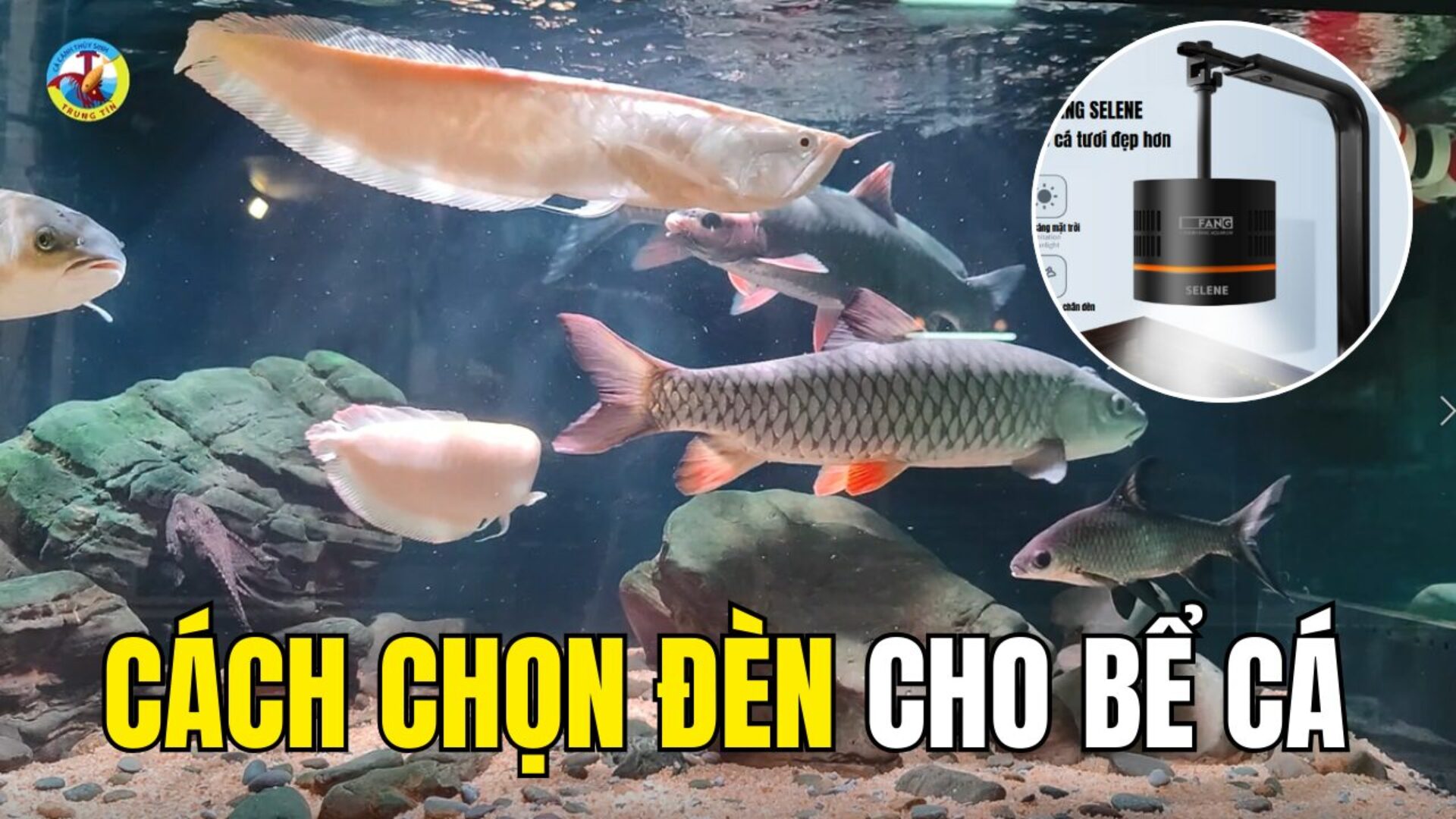 Cách chọn đèn cho bể cá