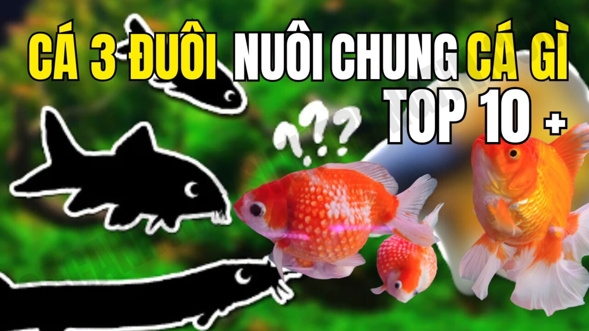 Cá Ba Đuôi Nuôi Chung Với Cá Gì?