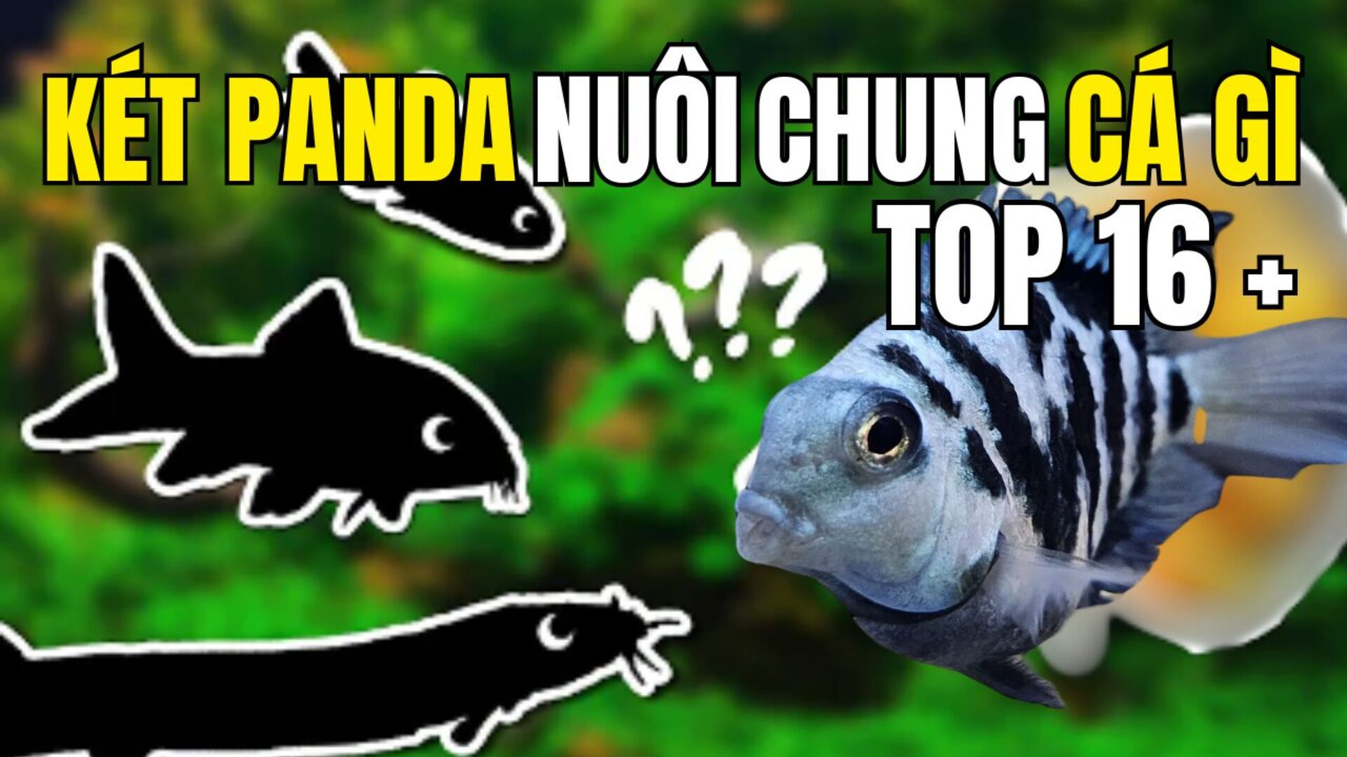 Cá két panda nuôi với chung cá gì, tại sao?