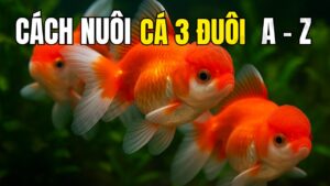 Cách nuôi cá vàng ba đuôi nuôi cho người mới