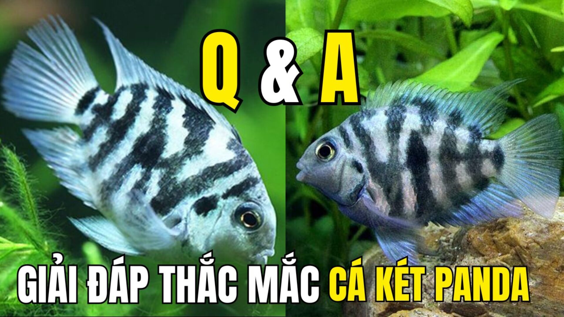 Q&A Về Cá Két Panda