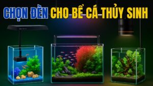 CÁCH CHỌN ĐÈN THỦY SINH CHO BỂ CÁ