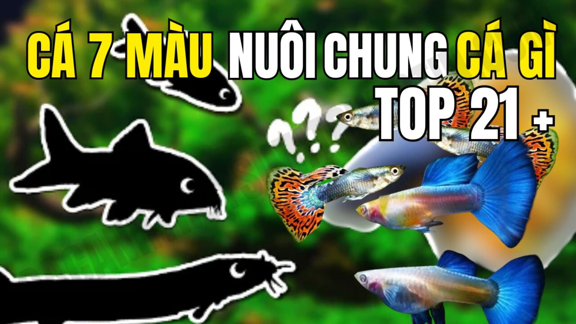 Cá Bảy Màu Nuôi Chung Với Cá Gì?