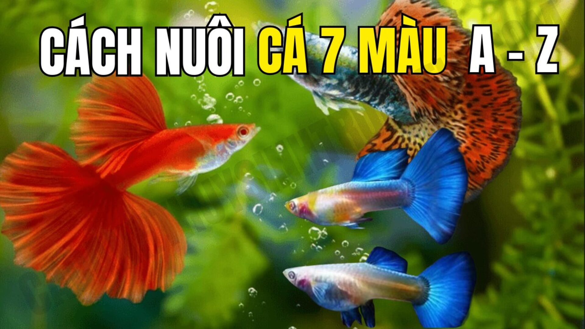 Cách nuôi cá bảy màu cho người mới
