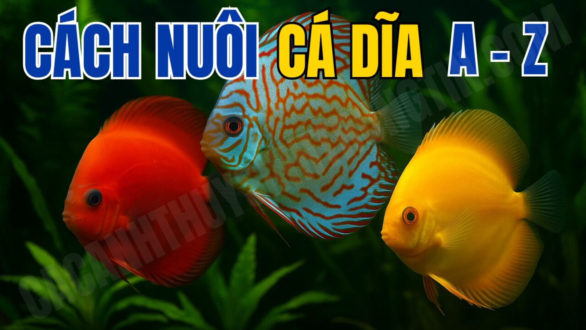 Cách nuôi cá dĩa cho người mới từ A – Z